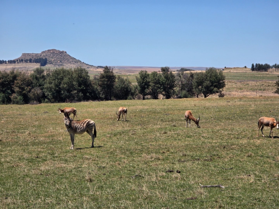 Commercial Property for Sale in Bethlehem Free State